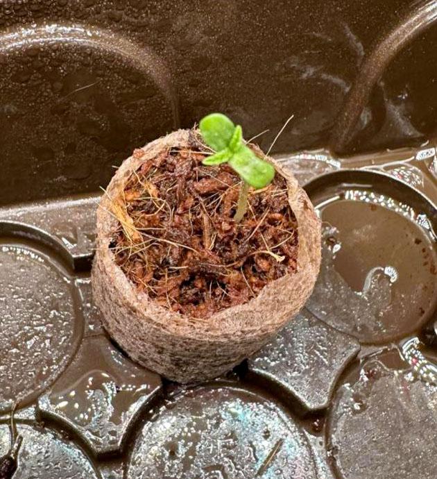 Росток Mimosa Evo от Barney’s Farm на 1 неделе