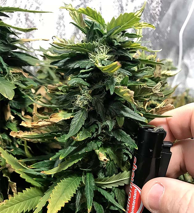 Куст HulkBerry на цветении