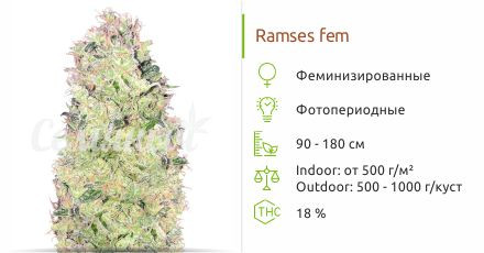 Ramses от Pyramid Seeds