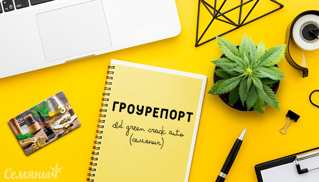 Гроурепорт сорта марихуаны CBD Green Crack Auto