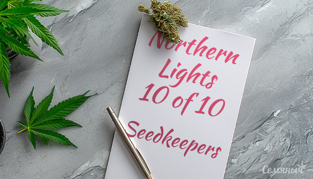 Гроурепорт сорта Northern Lights 10 of 10 от Seedkeepers