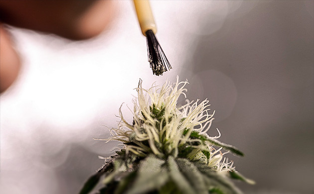 Эффективные методы опыления конопли