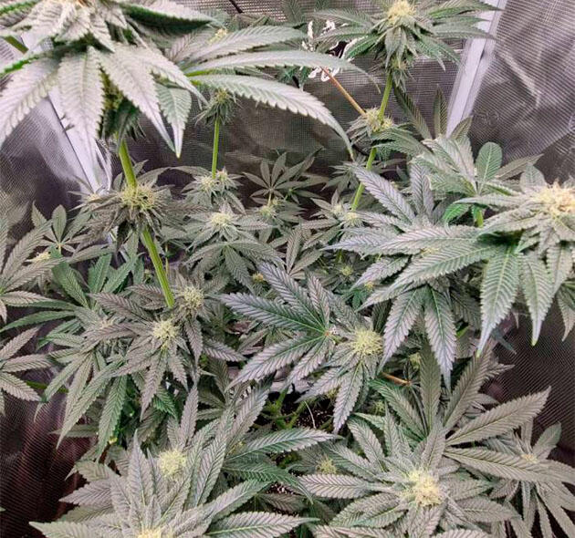 Куст Strawberry OG Cookies R1 от Ethos Genetics на 14 неделе