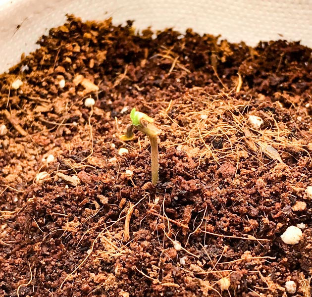 Выращивание конопли LSD