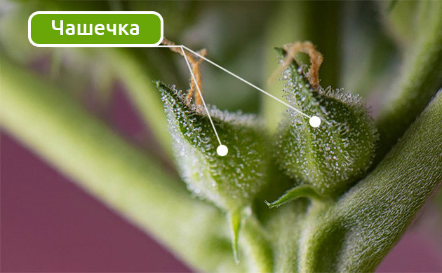 Формирование конопляных шишек