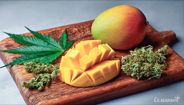 Терпен мирцен и его свойства