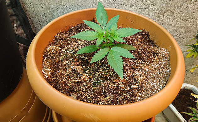 Появление крупных листьев на второй неделе