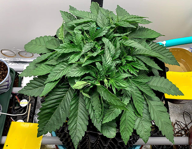 Гроурепорт сорта Pineapple Chunk