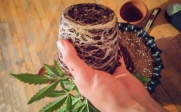 Корневая система на третьей неделе