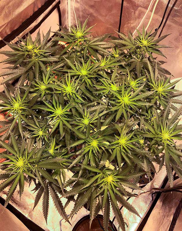 Микроклимат в новой палатке: температура, влажность и освещение