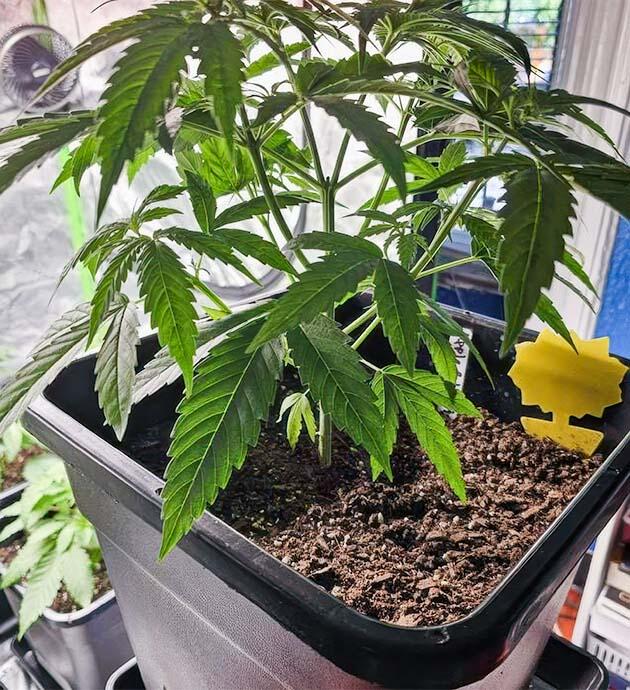 Куст Apple Betty на стадии вегетации