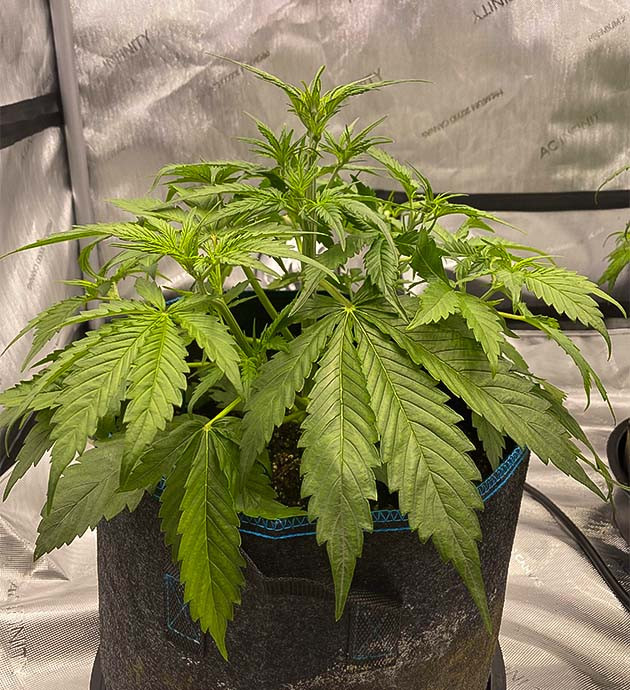 Куст ростом 28 см на 4 неделе выращивания