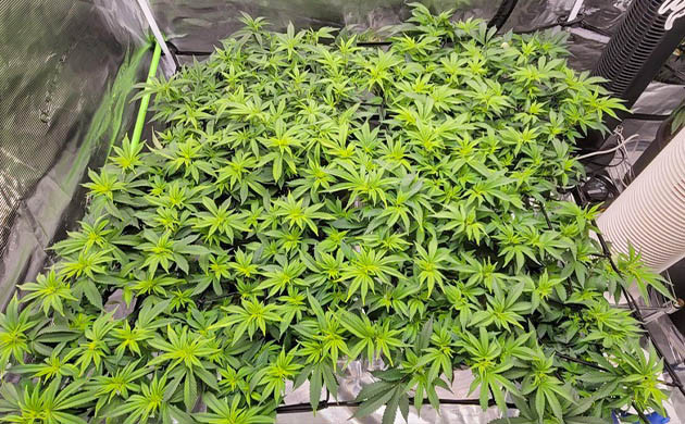 Куст после повторной дефолиации