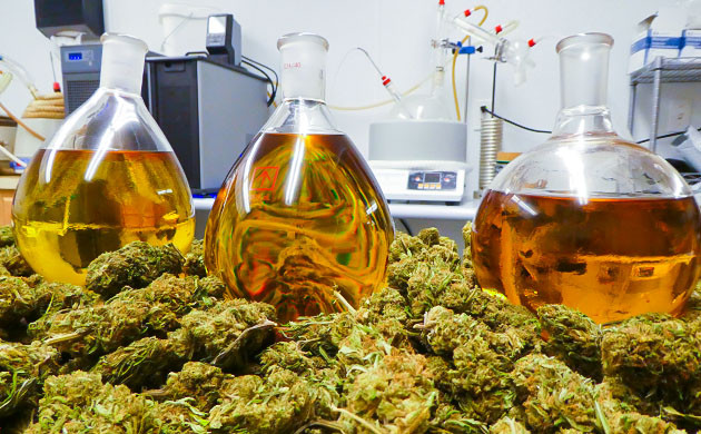 Экстракция мужских растений конопли