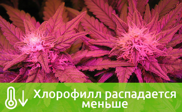 Распад хлорофилла при низких температурах