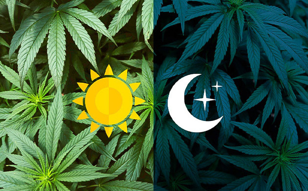 Ритмы марихуаны