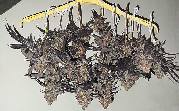 Срезанные соцветия сорта Permanent Marker