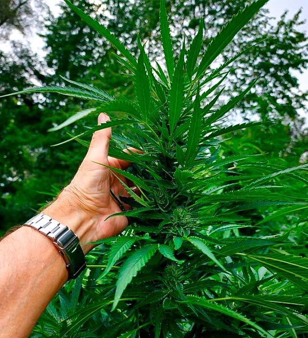 Цветущая конопля после тропических дождей