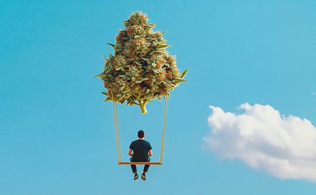 Сорт конопли Kush