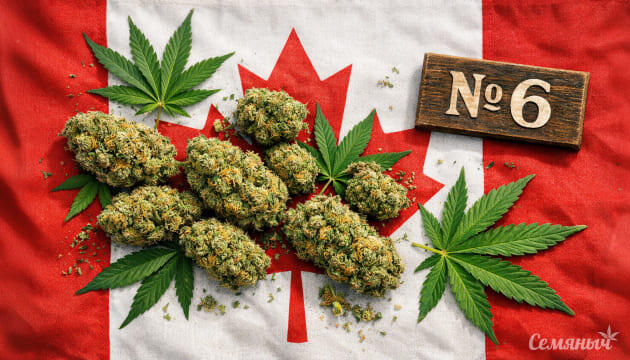 Канадцы поставили коноплю на шестое место в списке вредных веществ Каннабис гораздо безобиднее алкоголя: результаты исследований в Канаде