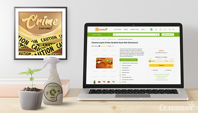 Гроурепорт сорта марихуаны Crime Caramel Auto