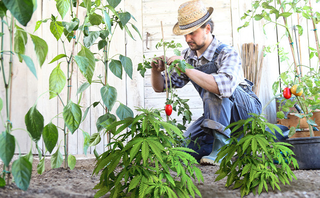 Конопля на дачном участке