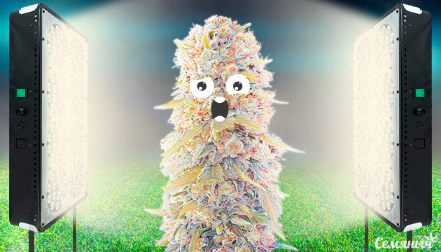 Светлая шишка конопли