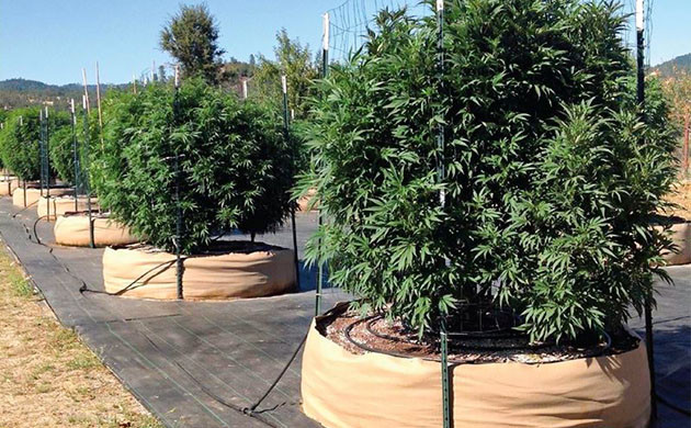 Большие горшки для конопли в открытом грунте