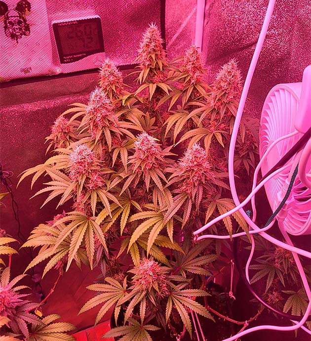 Соцветия Jungle Breath от сидбанка 7CH American на 13 неделе