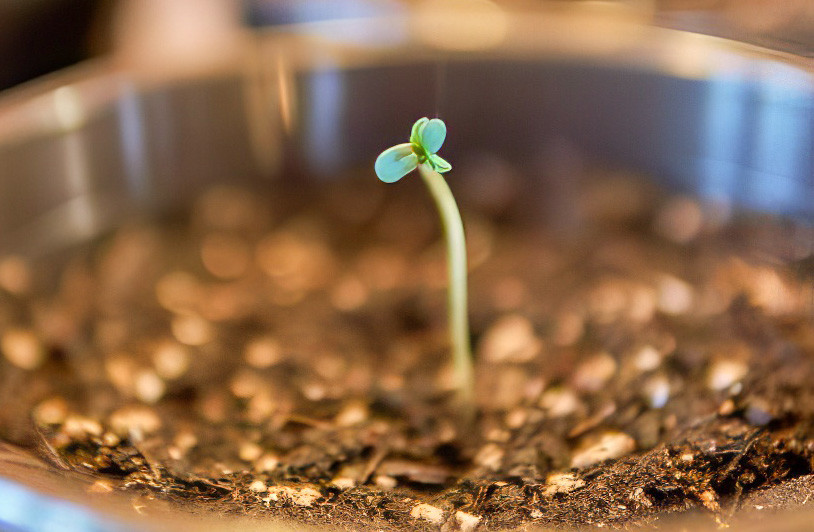 Росток Apollo F1 Auto от сидбанка Royal Queen Seeds