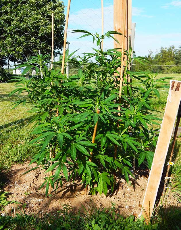 Здоровое растение марихуаны в ауте