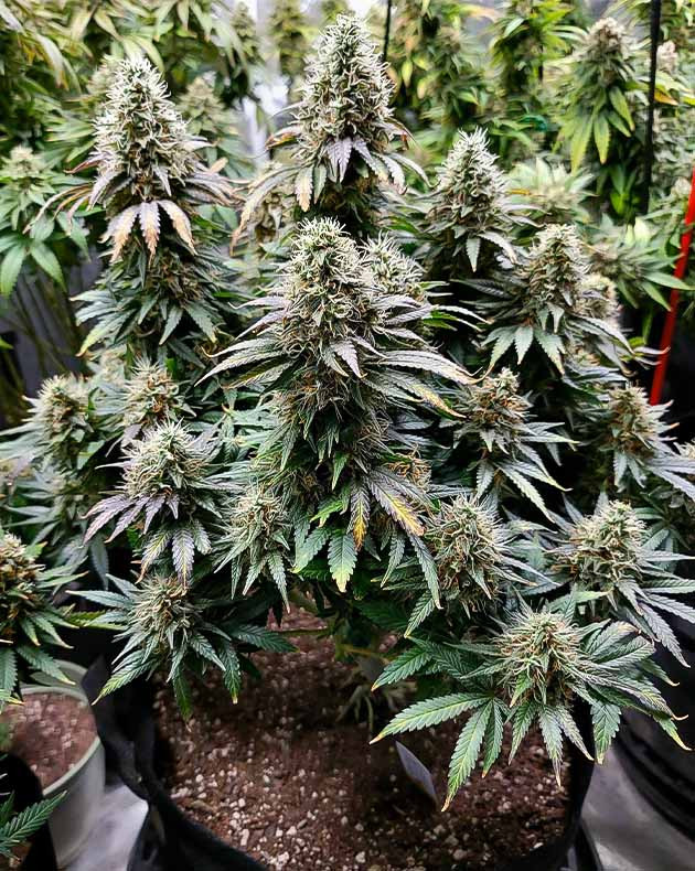 Подготовка к харвесту