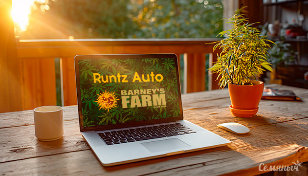 Гроурепорт сорта Runtz Auto от Barney's Farm