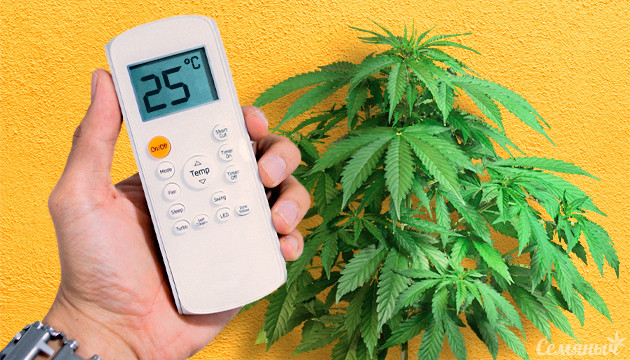 Температура для марихуаны