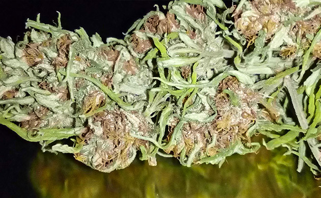 Шишка NYC Diesel Auto