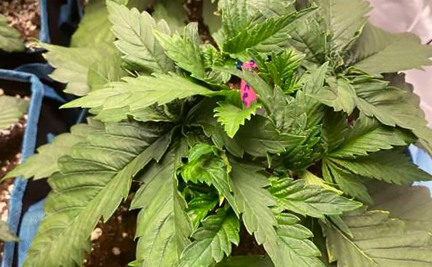 Здоровый куст на третьей неделе выращивания