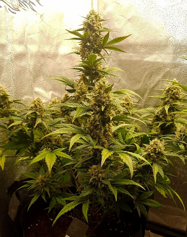 Соцветия покрывающие всю колу