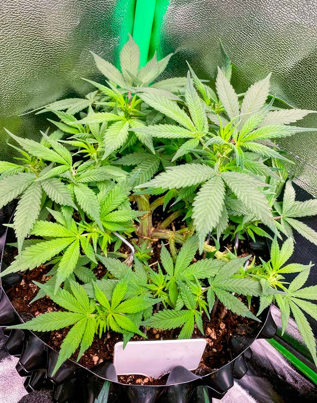 Куст Gorilla Zkittlez Auto на стадии цветения