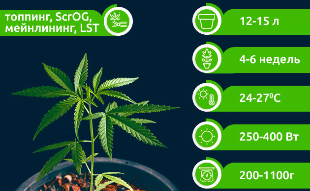 Тренировки для OG Kush в индоре