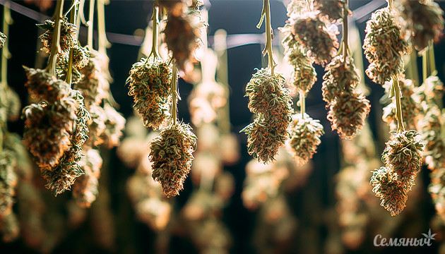 Часто задаваемые вопросы по сушке и пролечке конопли