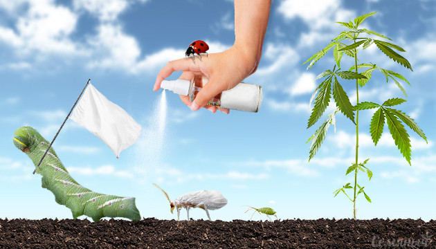 Вредители марихуаны