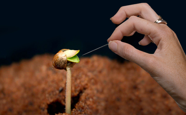 Снимаем каску с марихуаны иголкой