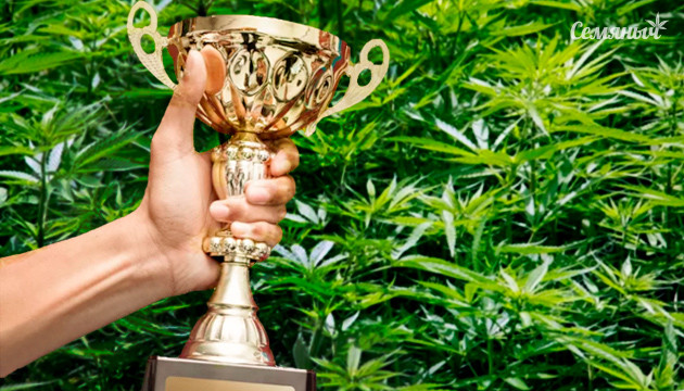 Мощные и урожайные сорта конопли