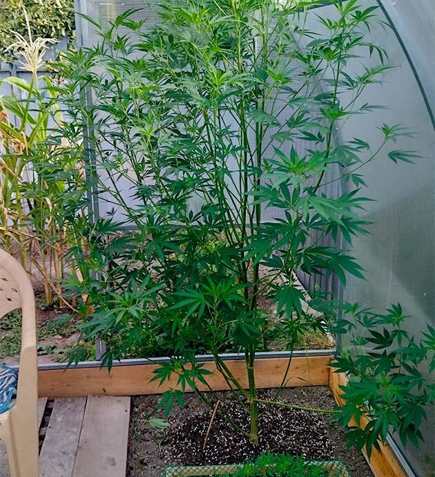 Подготовка каннабиса к фазе цветения