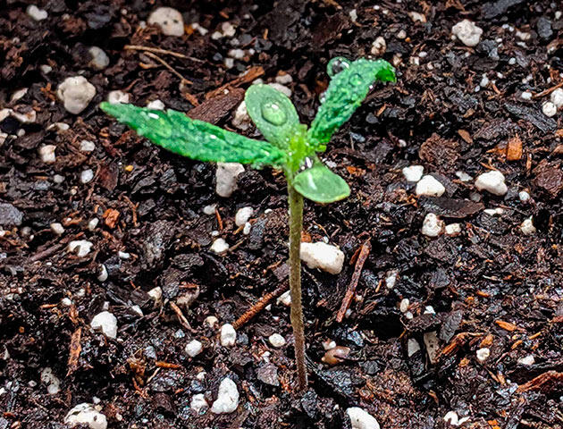 Молодой росток Jack Herer в большом горшке