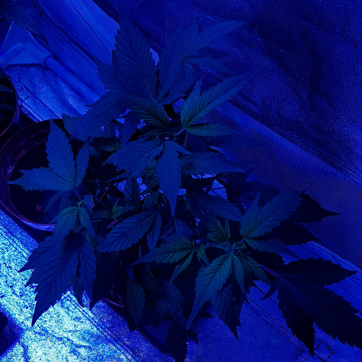 Дефолиация на третьей неделе