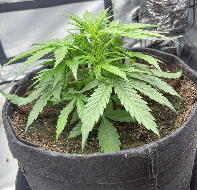 Обучение Titan F1 Auto: LST метод