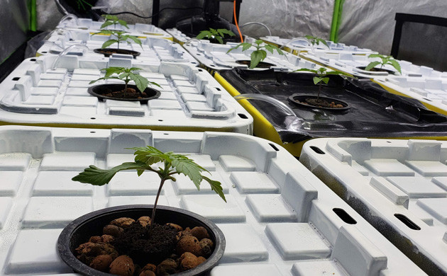 Вторая неделя выращивания