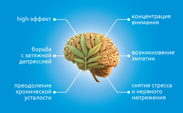 Сатива: вид марихуаны и его действие