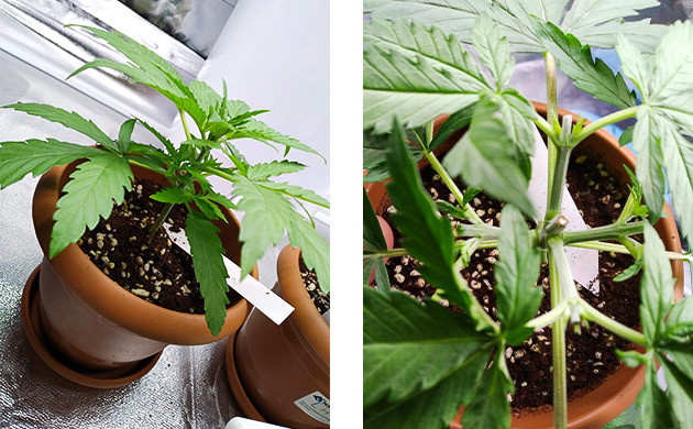 Куст до и после топпинга